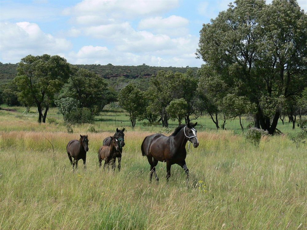 Abloom Bush Lodge & Spa Retreat Cullinan Buitenkant foto